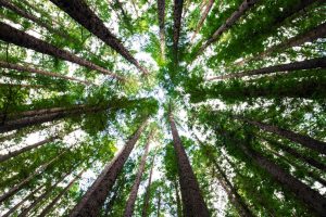 In this blog, we look at trees and climate change. Alongside more technical solutions, have we been ignoring the simple power of nature to heal itself?